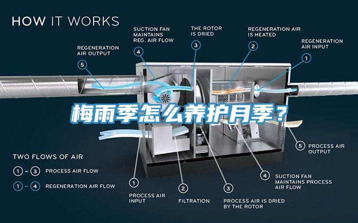 梅雨季怎么養(yǎng)護月季？