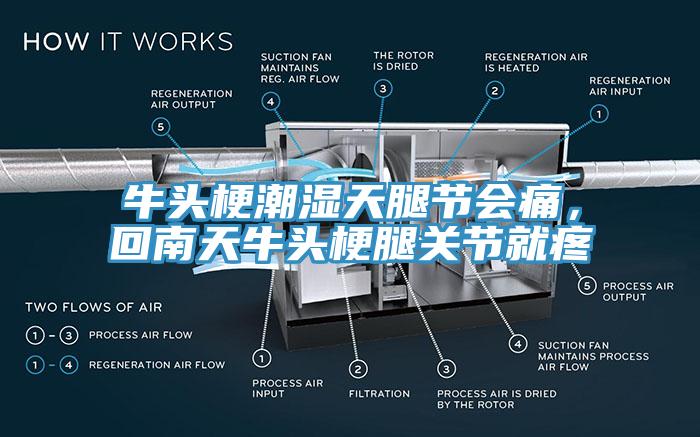 牛頭梗潮濕天腿節(jié)會(huì)痛，回南天牛頭梗腿關(guān)節(jié)就疼